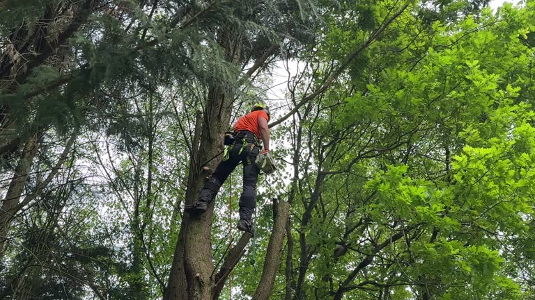 Why Choose Our Tree Removal Services in Hildale, UT?