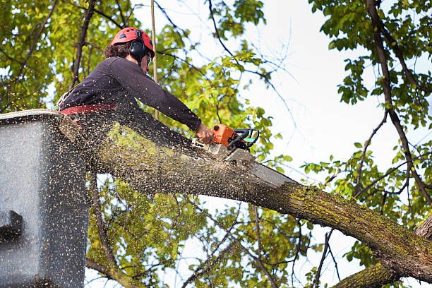 Leaf Removal in Hildale, UT